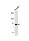 WDR48 Antibody (C-term)